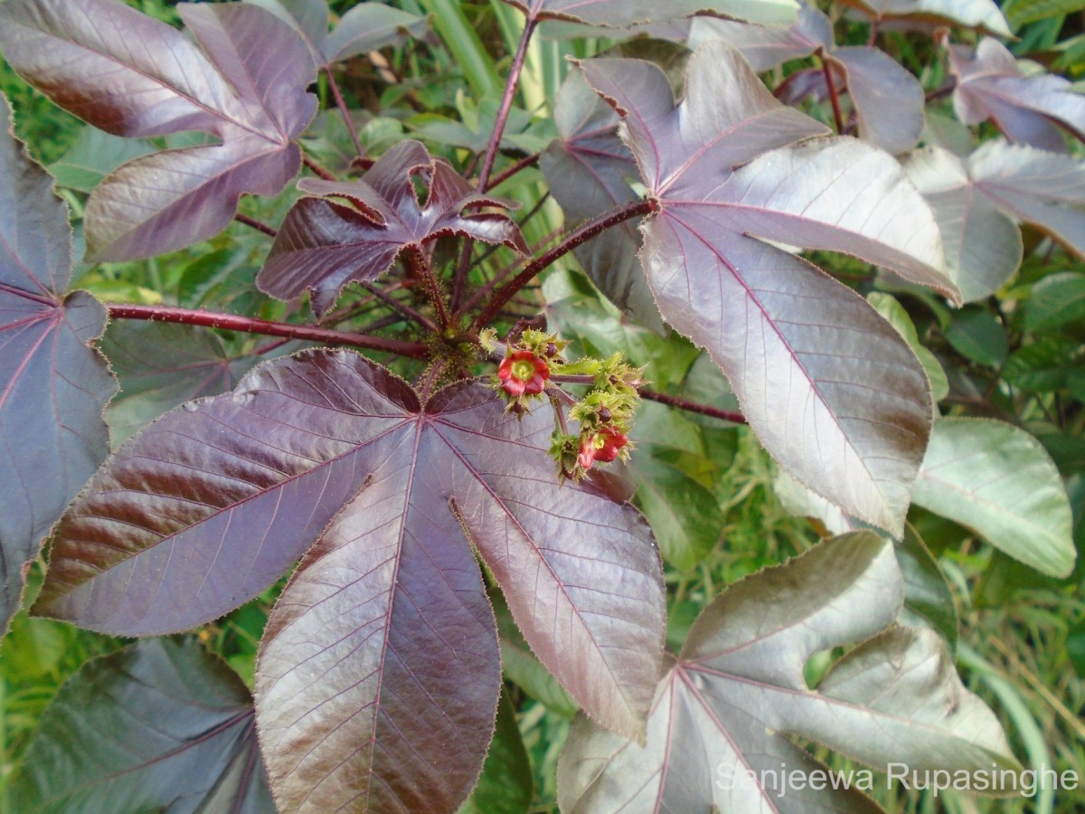 Jatropha gossypiifolia L.